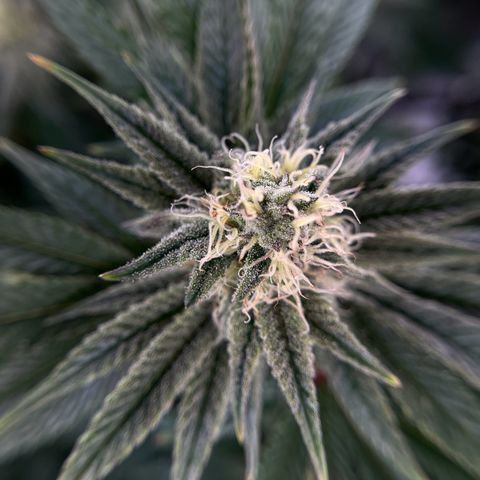 Leafy Susan growlog timeline photo