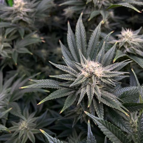 Leafy Susan growlog timeline photo