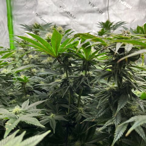 Leafy Susan growlog timeline photo