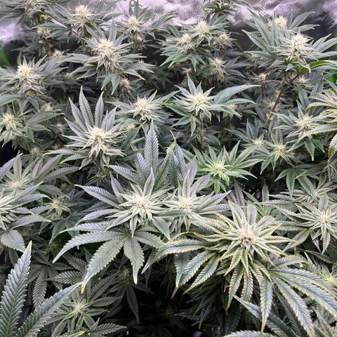 Leafy Susan growlog timeline photo