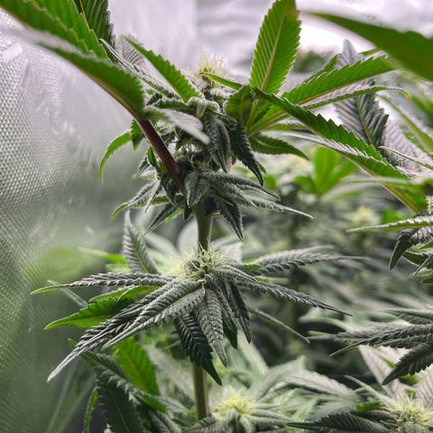 Leafy Susan growlog timeline photo