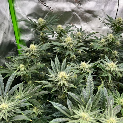 Leafy Susan growlog timeline photo