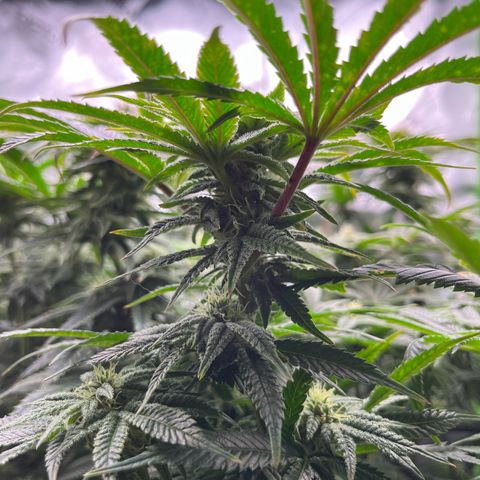 Leafy Susan growlog timeline photo