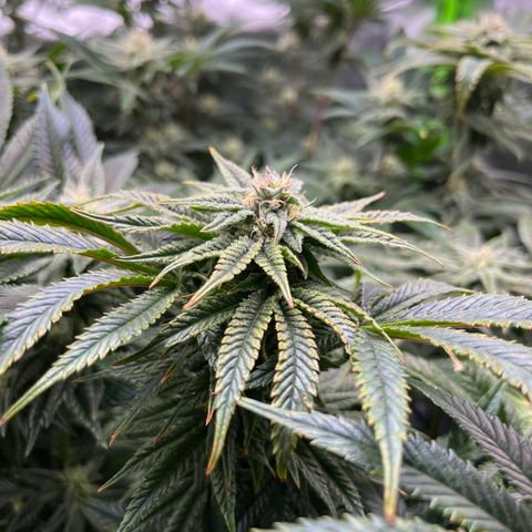 Leafy Susan growlog timeline photo