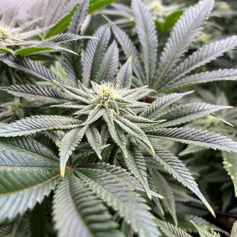 Leafy Susan growlog timeline photo