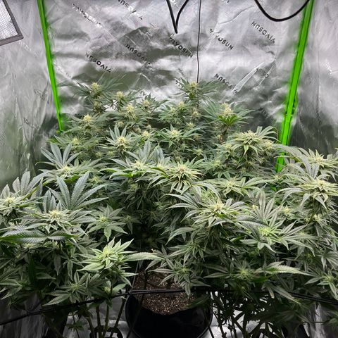 Leafy Susan growlog timeline photo