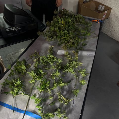 Leafy Susan growlog timeline photo