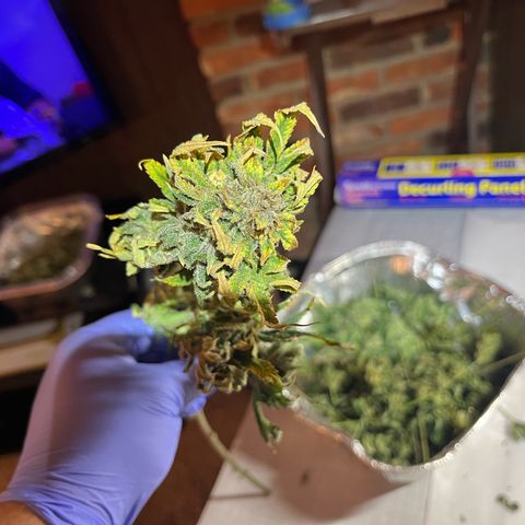 Leafy Susan growlog timeline photo