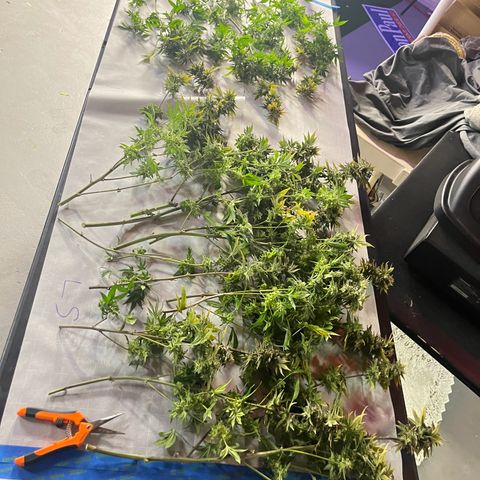 Leafy Susan growlog timeline photo