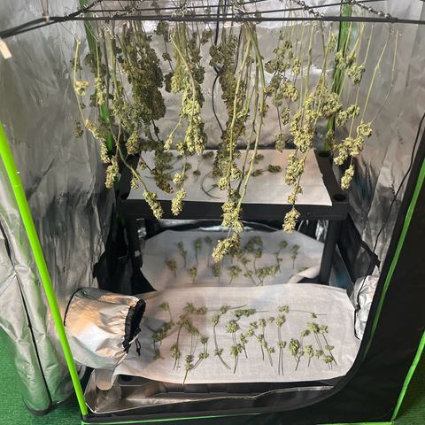 Leafy Susan growlog timeline photo