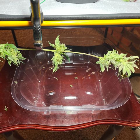 Leafy Susan growlog timeline photo