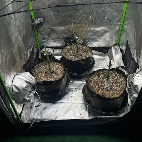 Leafy Susan growlog timeline photo