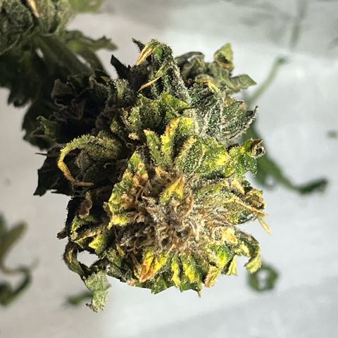Leafy Susan growlog timeline photo