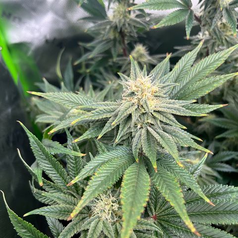 Leafy Susan growlog timeline photo