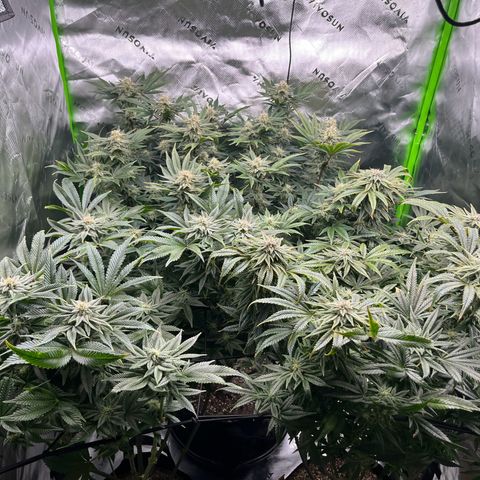 Leafy Susan growlog timeline photo