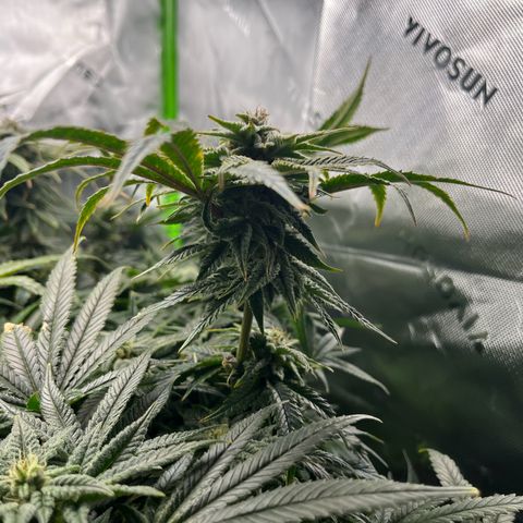 Leafy Susan growlog timeline photo