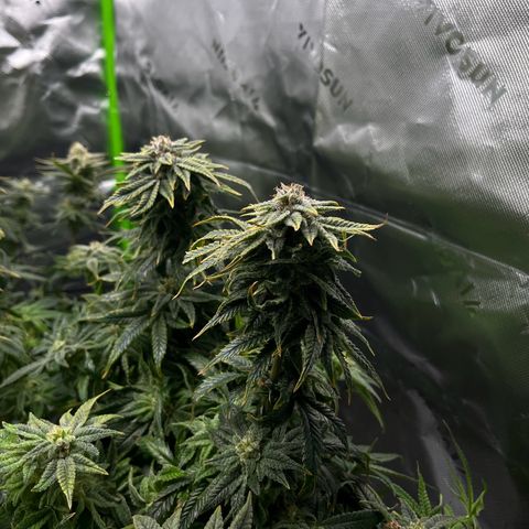 Leafy Susan growlog timeline photo