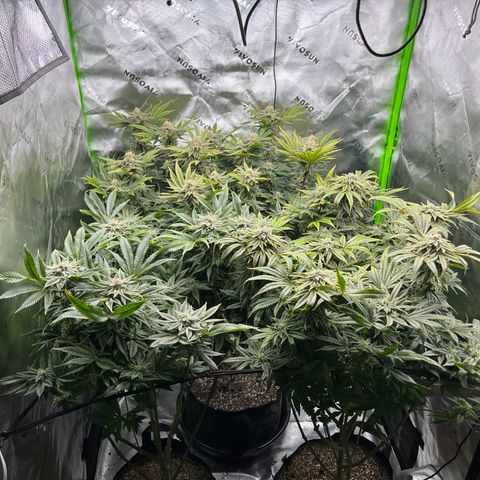 Leafy Susan growlog timeline photo