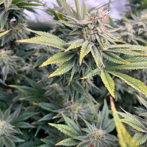Leafy Susan growlog timeline photo