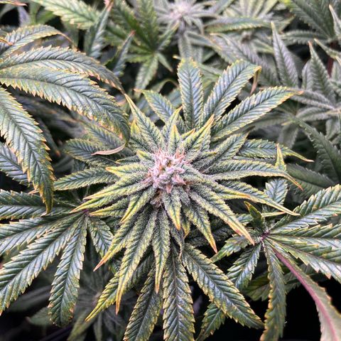 Leafy Susan growlog timeline photo