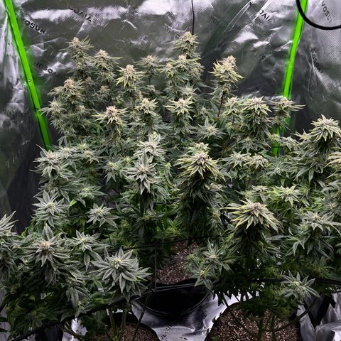 Leafy Susan growlog timeline photo