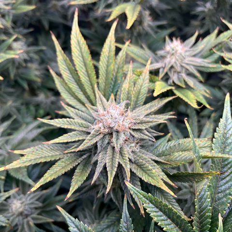 Leafy Susan growlog timeline photo