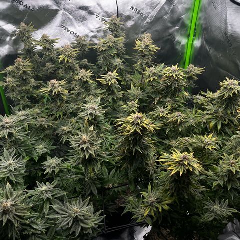Leafy Susan growlog timeline photo
