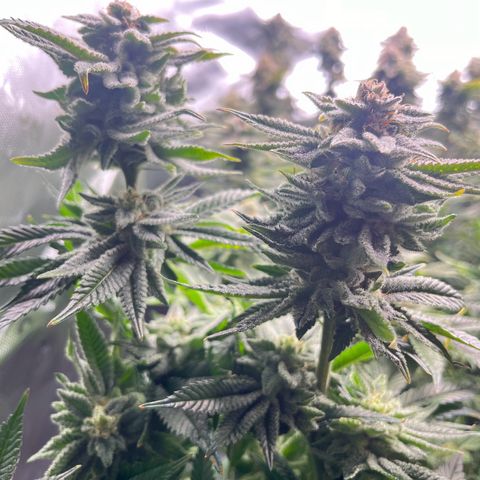 Leafy Susan growlog timeline photo