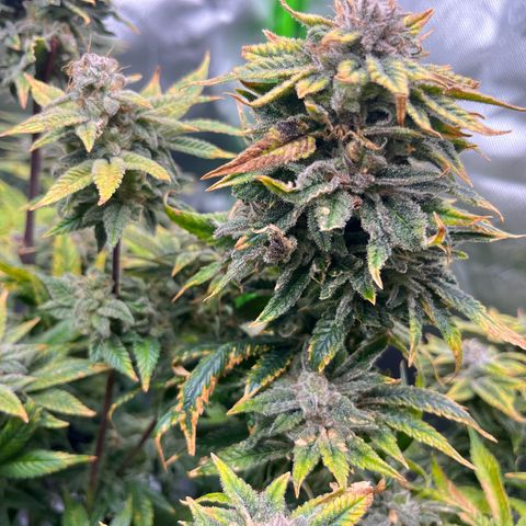 Leafy Susan growlog timeline photo