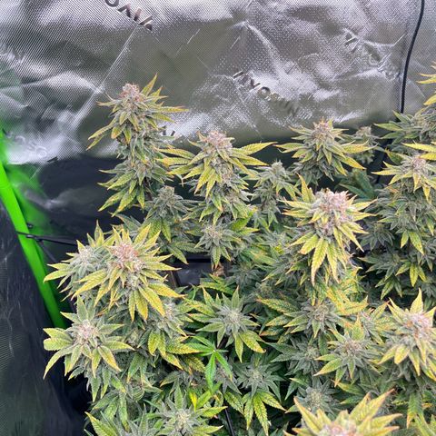Leafy Susan growlog timeline photo