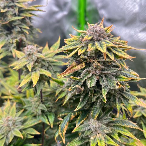 Leafy Susan growlog timeline photo