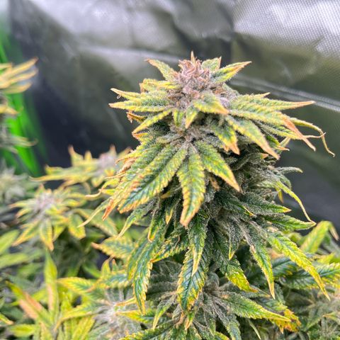 Leafy Susan growlog timeline photo