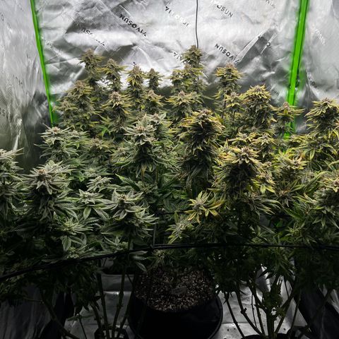 Leafy Susan growlog timeline photo