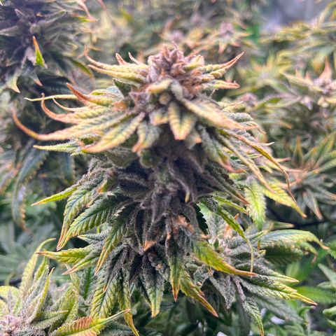Leafy Susan growlog timeline photo