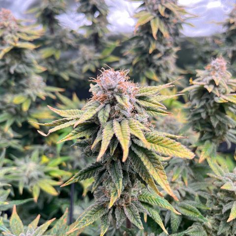 Leafy Susan growlog timeline photo