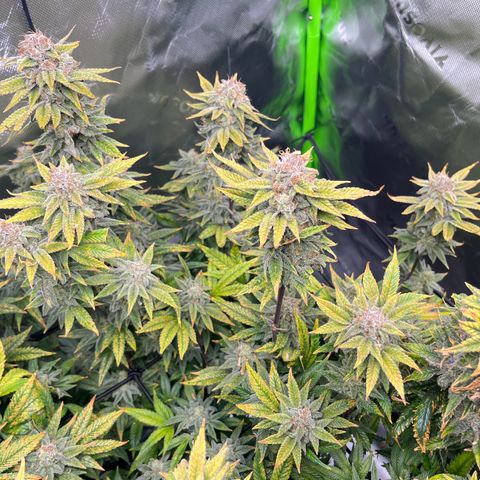 Leafy Susan growlog timeline photo