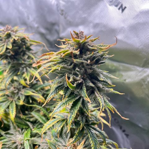 Leafy Susan growlog timeline photo