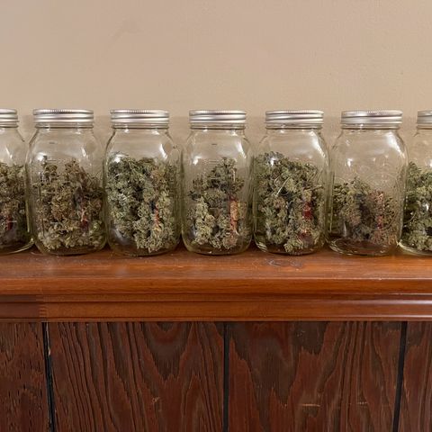 Leafy Susan growlog timeline photo