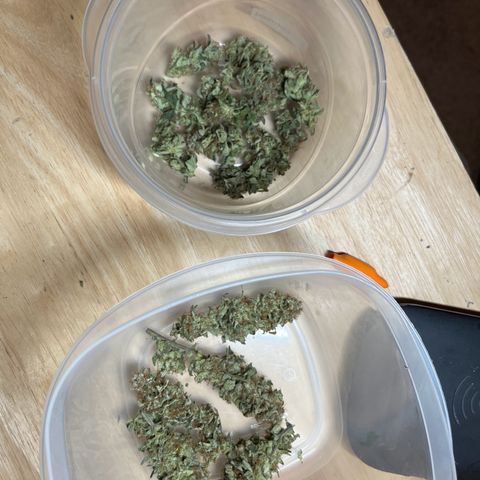 Leafy Susan growlog timeline photo