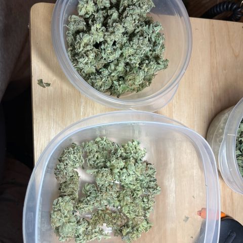 Leafy Susan growlog timeline photo