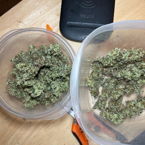 Leafy Susan growlog timeline photo
