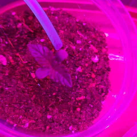 B2 growlog timeline photo