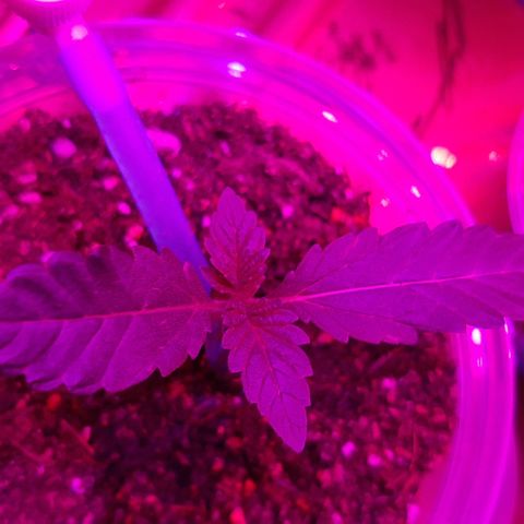 B2 growlog timeline photo