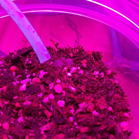 B2 growlog timeline photo