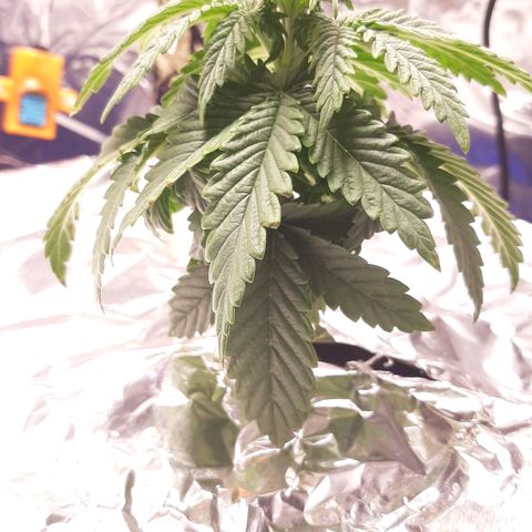 B2 growlog timeline photo