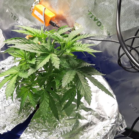B2 growlog timeline photo