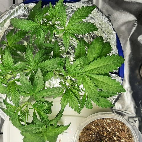 B2 growlog timeline photo