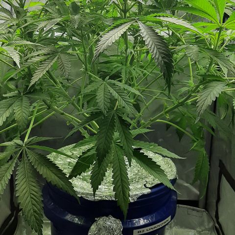 B2 growlog timeline photo