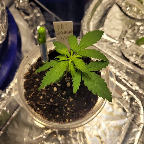 Pete's Fat Banana  growlog timeline photo