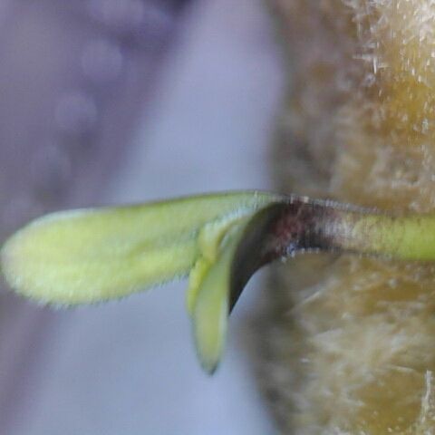 Orion F1 growlog timeline photo